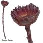 Preview: Protea Rosette klein, dunkelrot/raureif